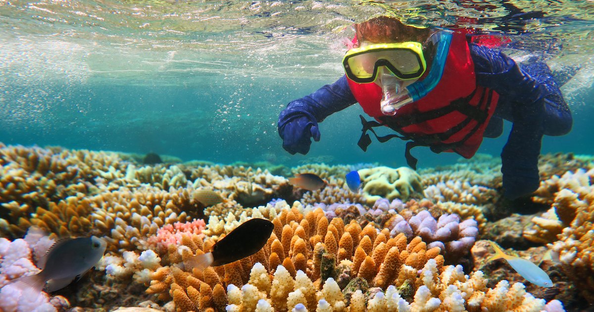 Australian person snorkeling scuba diving with life jacket vest and Lycra protection suit at the Great Barrier Reef in the tropical far north of Queensland, Australia.