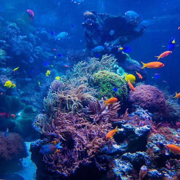 beautiful underwater world